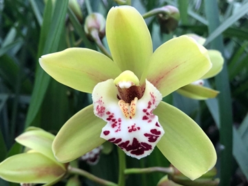 Cymbidium Mini Camelford 50cm