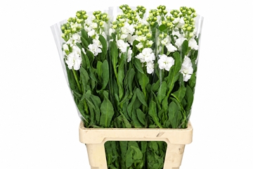 Matth Iron White 70cm