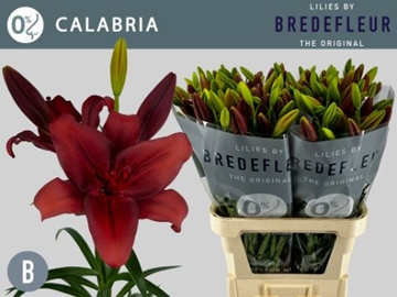 Li La Calabria 100cm 4/5bl
