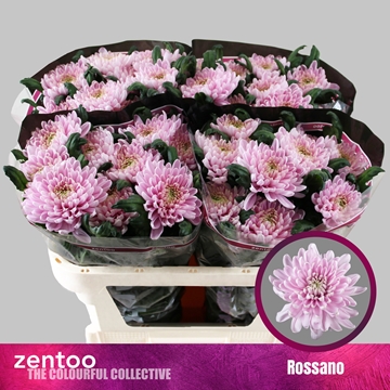Chrys Single Rossano 70cm 80gram