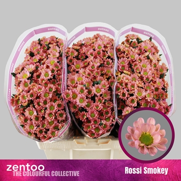 Chrysanthemum Santini Smokey