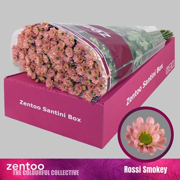 Chrysanthemum Santini Smokey