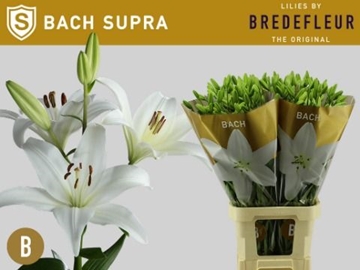 Lilium La Bach 100cm 5/7bl