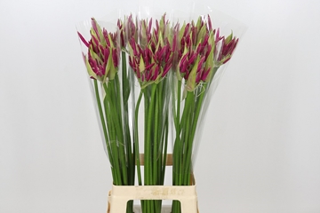 Ne Bo Alexandra 80cm