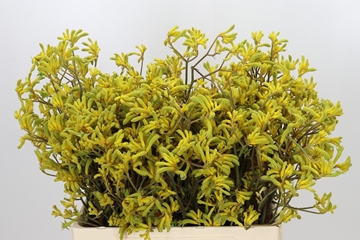 Anigozanthos Bush Down 60cm