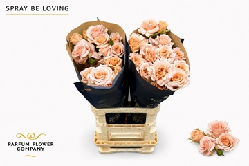 Rosa Spr 70cm