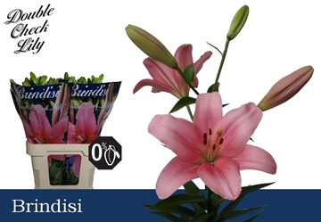 Lilium La Brindisi 80cm 3/5bl