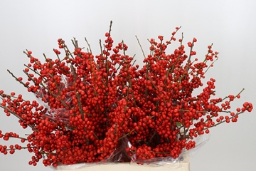 Ilex Verticlilata 60cm