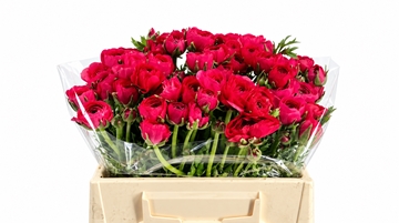 Ranunculus Elegance Hot Pink 35cm