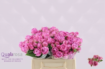 Rosa Spr Misty Bubbles 35cm