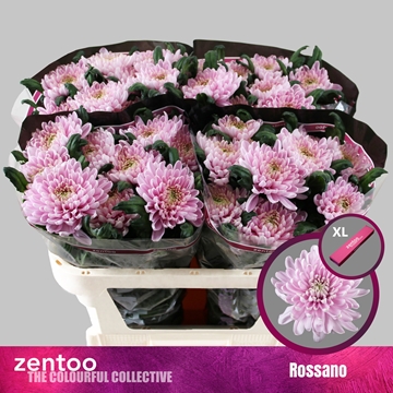 Chrys Single Rossano 70cm 80gram