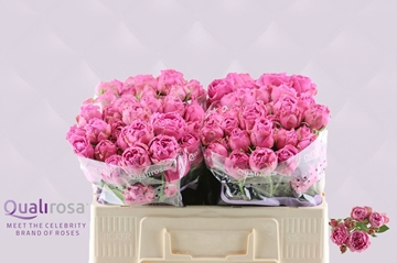 Rosa Spr Misty Bubbles 50cm