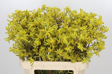 Anigozanthos Bush Down 80cm