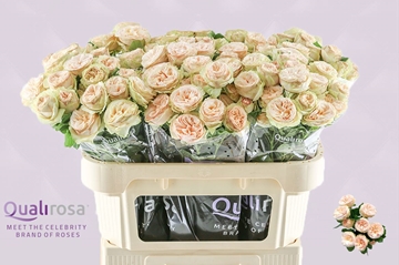 Rosa Spray Gen Trendsetter 70cm