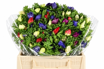 Anemone Mixed 35cm