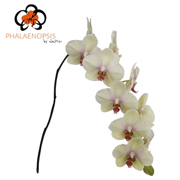 Phalaenopsis Omega 80cm 9/12bl
