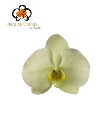 Phalaenopsis Limon Bella 65cm 8/10bl