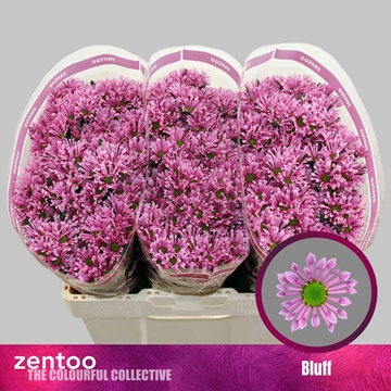 Chrysanthemum Santini Bluff