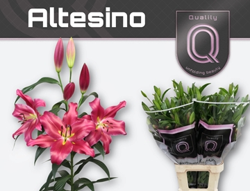 Li Ot Altesino 100cm 5/7bl