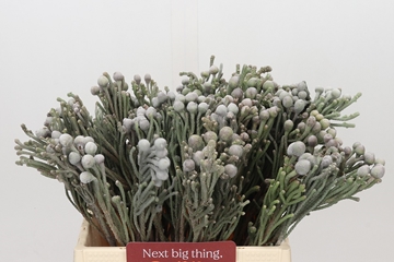 Brunia Silver 40cm