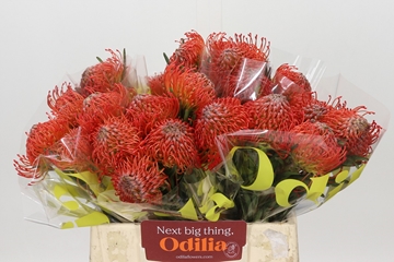 Leucospermum Succession 40cm