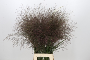 Panicum Warrior 90cm