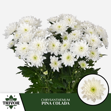 Chrys Spray Pina Colada 75gram