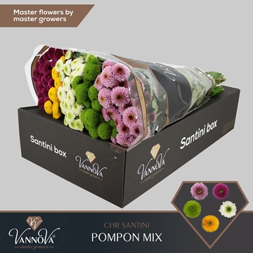 Chrysanthemum Santini Pompom Mix Per Pack
