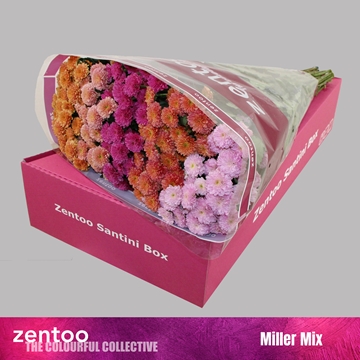 Chrysanthemum Santini Rainbow