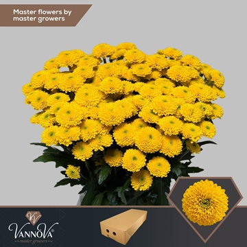 Chrysanthemum Santini Aurinko