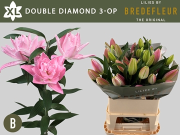 Li Or Du Dou Diamond 80cm 3/5bl