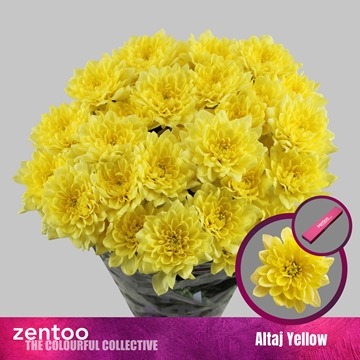 Chrysanthemum Spray Altaj Yellow 100gram