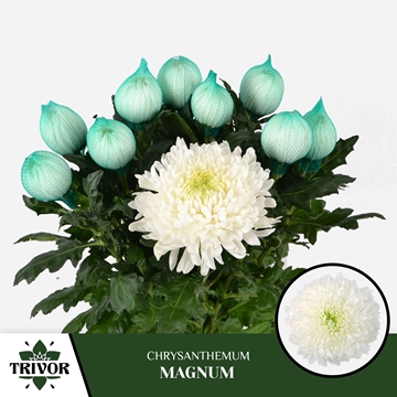 Chrys Single Magnum 70cm 75gram
