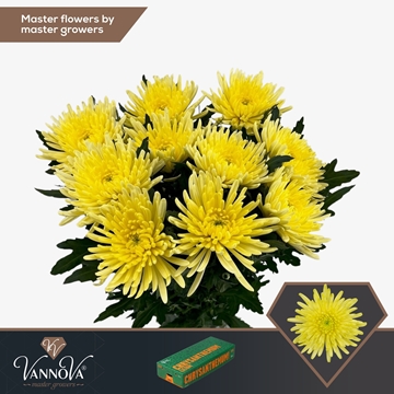 Chr G Topspin Yellow 70cm 90gram
