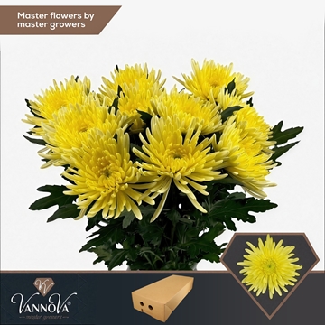 Chr G Topspin Yellow 70cm 90gram