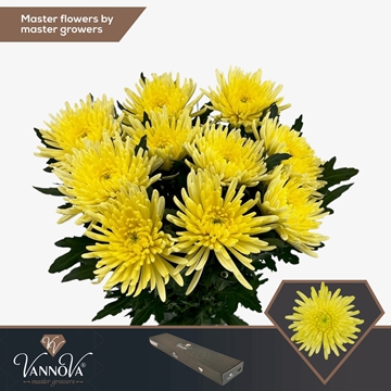 Chr G Topspin Yellow 70cm 90gram