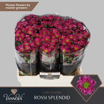 Chrysanthemum Santini Rossi Splendid
