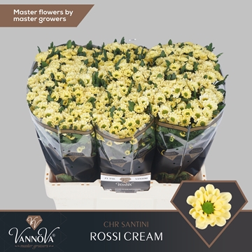 Chrysanthemum Santini Rossi Cream