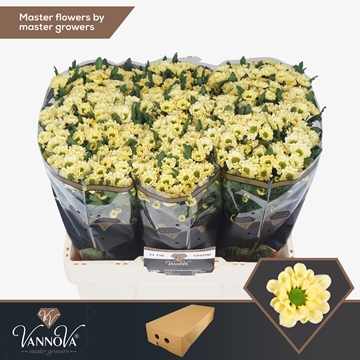 Chrysanthemum Santini Rossi Cream