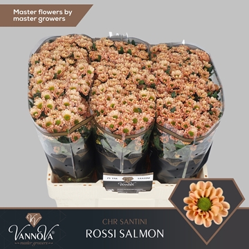 Chrysanthemum Santini Rossi Salmon