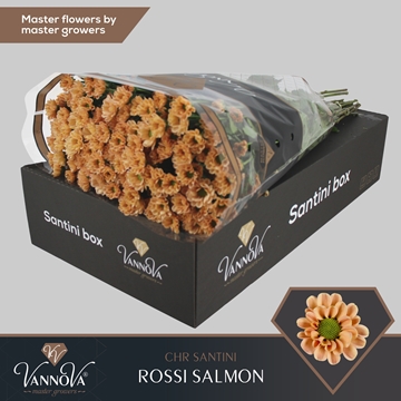 Chrysanthemum Santini Rossi Salmon