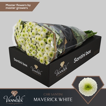 Chrysanthemum Santini Maverick White