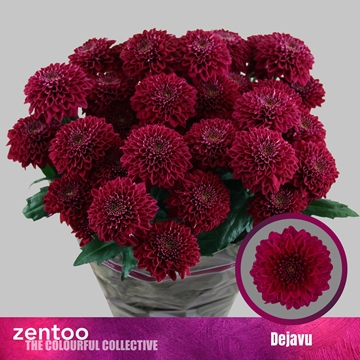 Chrysanthemum Spray Dejavu 95gram