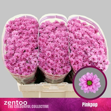 Chr S Aaa Pinkpop