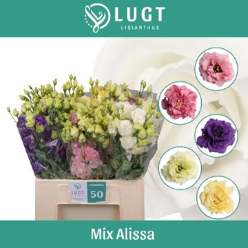 Lisianthus Double Alissa Mixed In Bucket 60cm