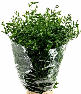 Ruscus Hypophyllum 80cm