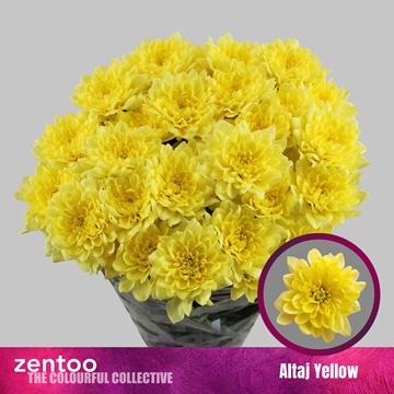 Chrysanthemum Spray Altaj Yellow 110gram