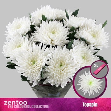 Chrys Single Topspin 70cm 85gram