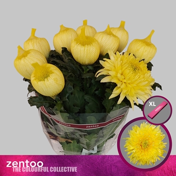 Chrys G Magnum Yellow 70cm 100gram