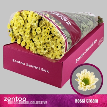 Chrysanthemum Santini Rossi Cream